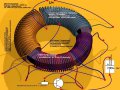 Как ферритовые кольца помогают сохранить сигналы в мире технологий