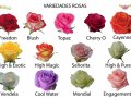 Популярные сорта роз